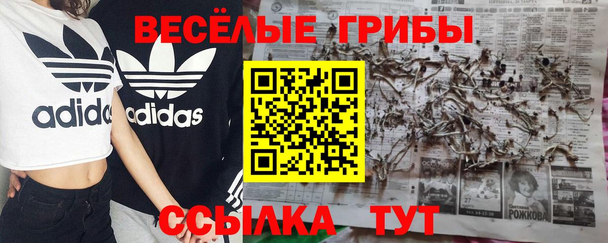 Галлюциногенные грибы Psilocybe Кимры